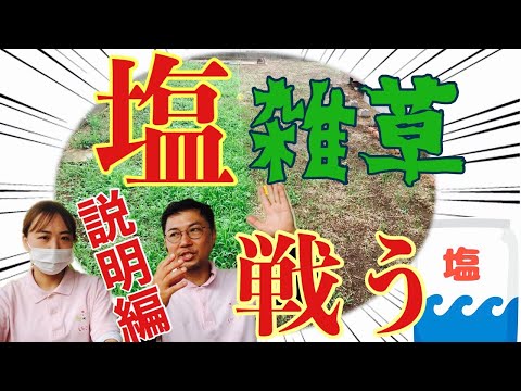 神話か現実 - 庭師と子供のための家庭実験 庭に塩を注ぐ