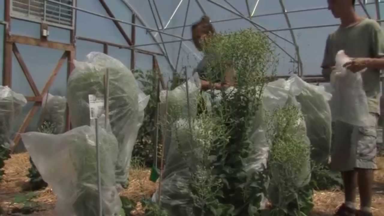 Seed Saving Advice To Beginners