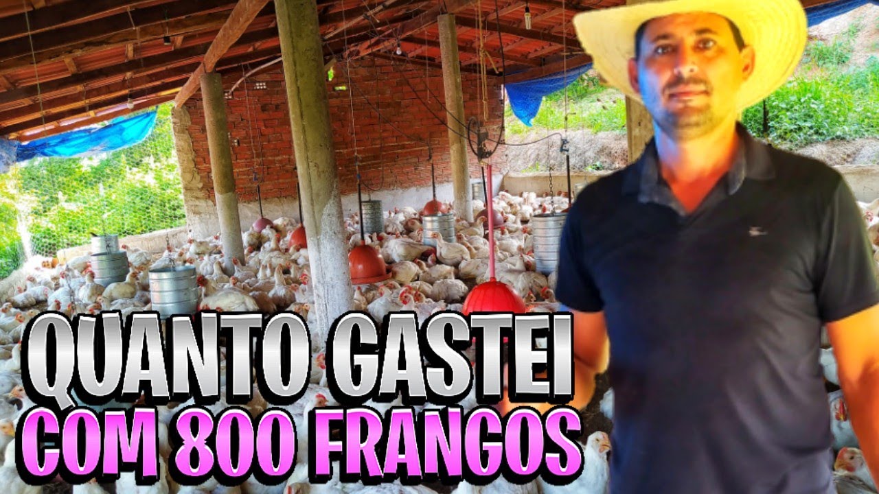 MEUS FRANGOS COM 40 DIAS DE VIDA🙏👏 QUANTO GASTEI?