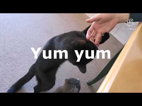 (Cats) Tasha😻 and Tasia 😻like 🧀 very much