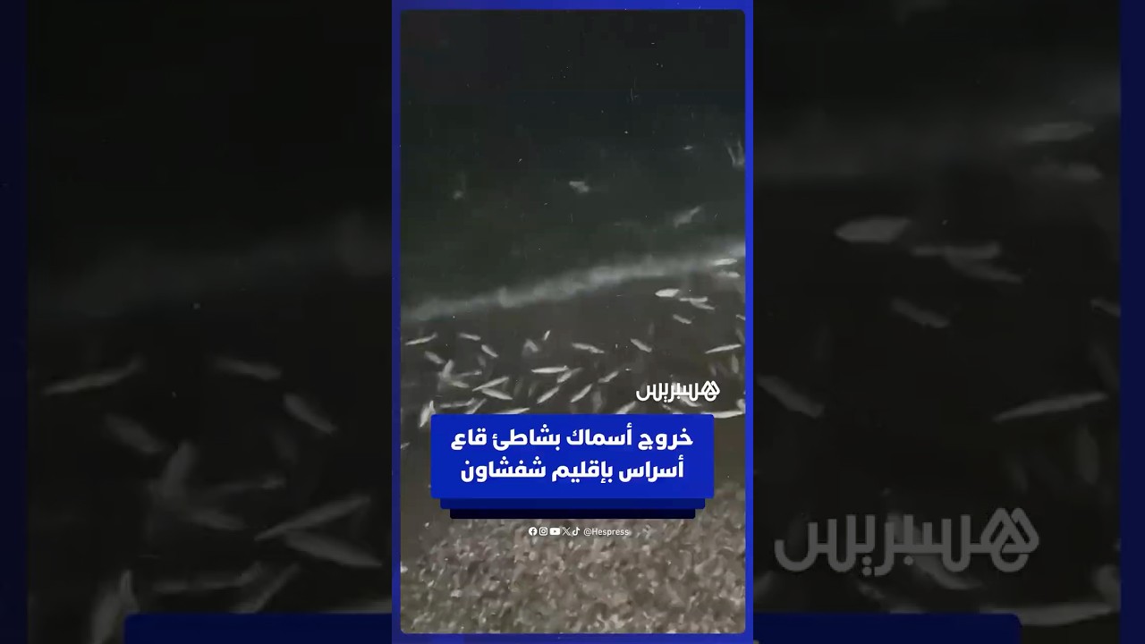 خروج كميات كبيرة من السمك في شاطئ قاع أسراس بإقليم شفشاون. thumbnail