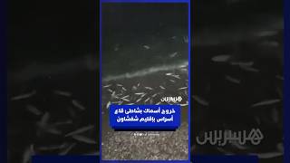 خروج كميات كبيرة من السمك في شاطئ قاع أسراس بإقليم شفشاون. thumbnail