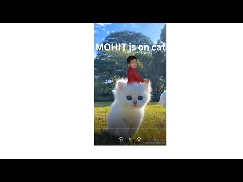 MOHIT is on Cat
