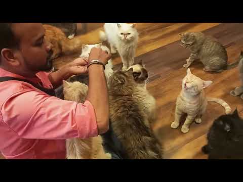 Himalayan, Persian cat playing with Takshila baby
