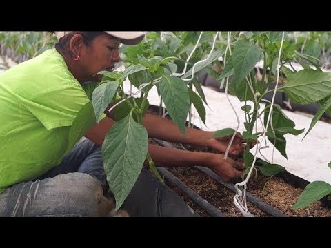La poda holandesa en el cultivo de pimenton dentro de invernaderos