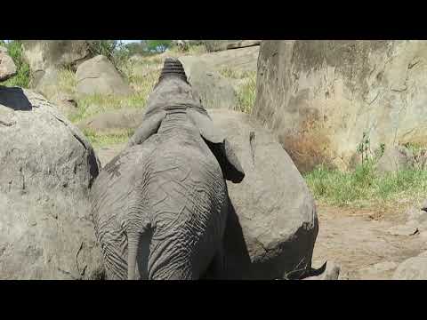 Elephant with short trunk drinking water - Part 2