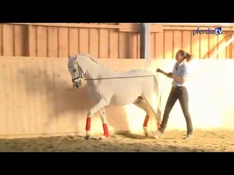 Die besten Tipps zum Erarbeiten von Seitengängen und Versammlung am langen Zügel | Saskia Gunzer