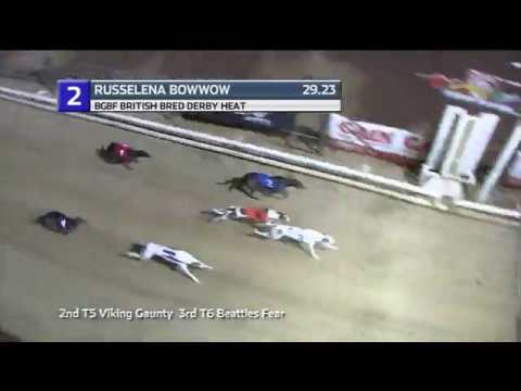 2019 BGBF BRITISH BRED DERBY - HEAT 1 - T2 RUSSELENA BOWWOW