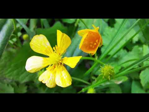 200506 Wiesental Eschelbronn