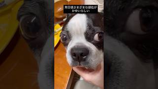 顎バリバリされるの好きな犬 #ボストンテリア