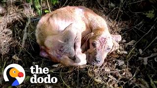 Heartbroken Abandoned Dog Turns Into The Biggest Chunky Mush | The Dodo