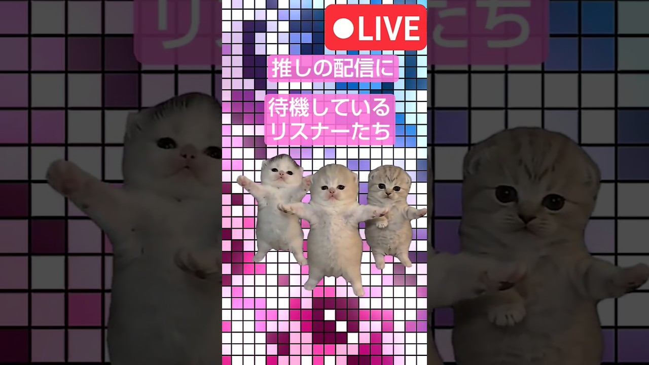 推しの配信前待機5分前の瞬間       #猫ミーム #ダンス #memes #funny #fyp #shorts