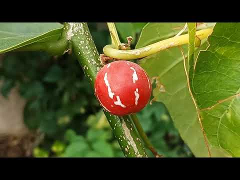 free background full hd || natural background full hd