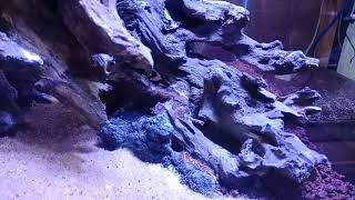 Download lagu Hardscape aquascape kayu rentek //tank 50x35x40 mp3 Download lagu Hardscape aquascape kayu rentek //tank 50x35x40 mp3