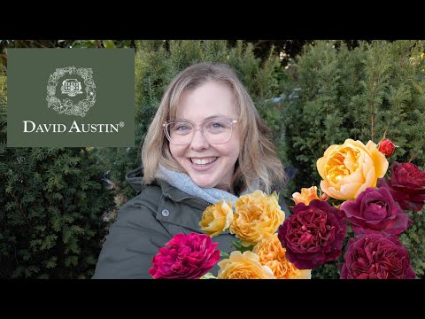 My 2026 David Austin Rose Order: 5 New Selections for the Garden
