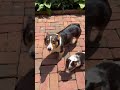 Mixed Breed dogs for sale: Mabel - Video 1