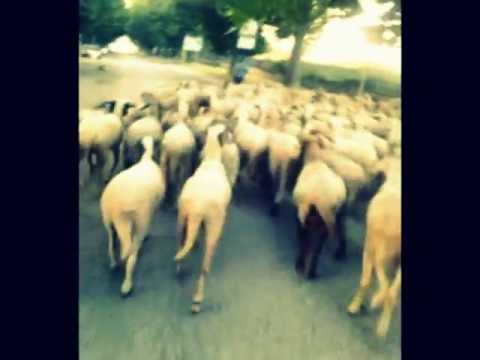 TRANSUMANZA PECORE 2013 SAN LEUCIO CASERTA