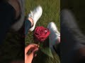 Bas Teri Dhoom Dhaam Status Bas Teri Dhoom Dhaam Love Status