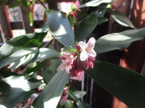 Winter flowering Daphne odora provides the Sweetest scent
