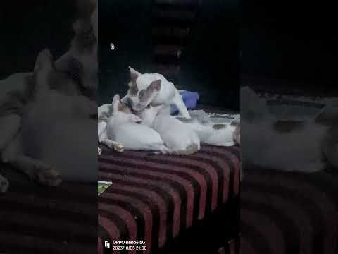 velluchi sadhutttannn 💯🔥🔥🔥🔥💯💯💯