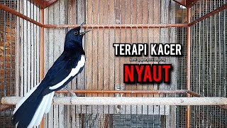 Download lagu SUARA BURUNG kacer gacor NGEPLONG tarung ini paling ampuh buat PANCINGAN KACER agar EMOSI mp3