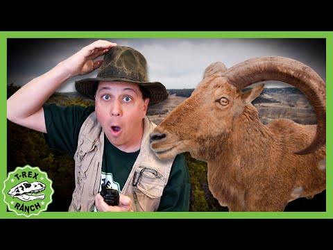 Animal Adventure Park Zoo! | 🦖🦕 T-Rex Ranch Dinosaur Videos