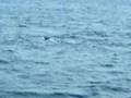 Whales