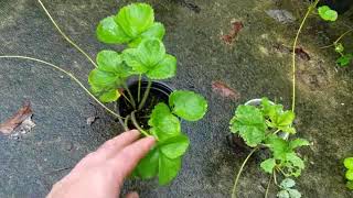 Strawberry runner update-23 new plants from one original!