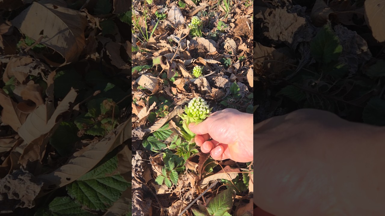 春の味覚フキノトウを無限に収穫出来る場所を発見！#フキノトウ #ふきのとう #野草 #野食 #旬の食材