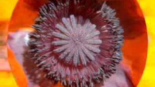 steve earle&#39;s warrior