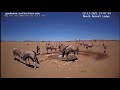 Closeup Oryx Fight Namib Desert 22 November 2021