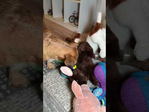 Max vs. plyšová hračka
