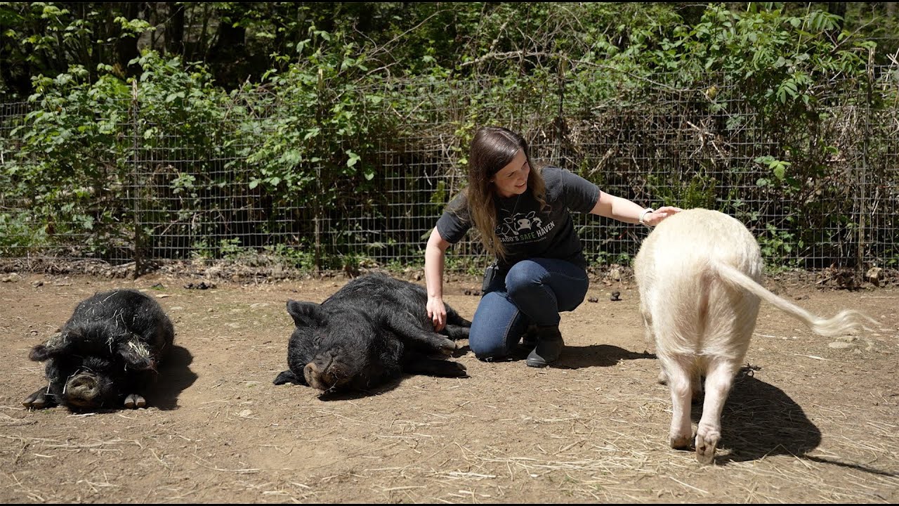 Pasado’s Safe Haven - START UP Webisode