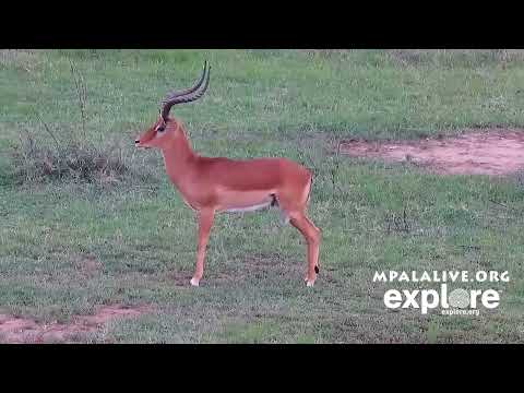 Impala King
