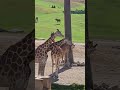 Graceful Giraffes At San Diego Safari Park Up Close Tram Tour Magic