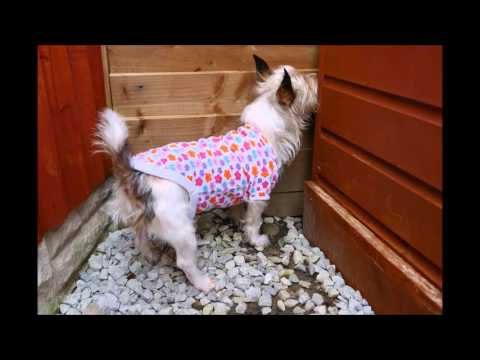 Meet Mitzi, the dog from Penyffordd who is allergic to humans