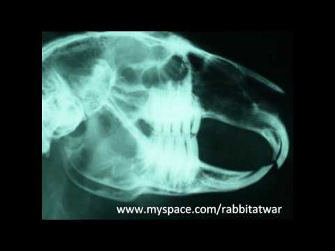 Rabbit at War - Never forget (feat. TheBassFuel)