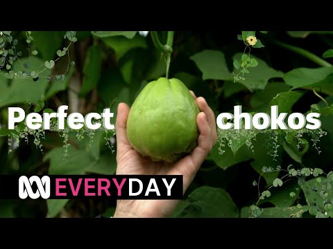 Chokos: everything you need to know 🌱😍 | Everyday | ABC Australia