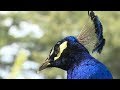 Peacocks overrun frustrated B.C. community