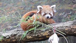 Crías de panda rojo ven la nieve por primera vez en un zoológico de Estados Unidos