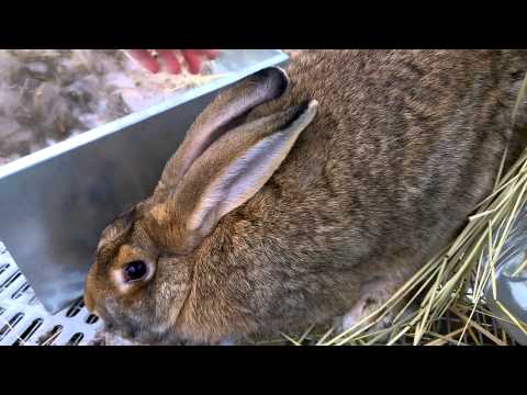 Overly Protective Rabbit!