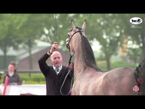 N 18 B A AMARENA   AH Weekend 2022   European C Show and SE Cup   Fillies 2 Years Old Class 3