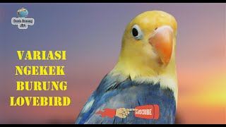 Download lagu SUARA MASTERAN BURUNG LOVEBIRD NGETIK NGEKEK PANJANG | VARIASI NGEKEK mp3