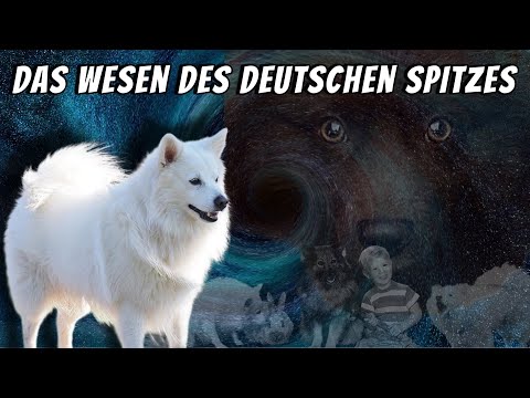 Character and behavior of the German Spitz ✔💯
