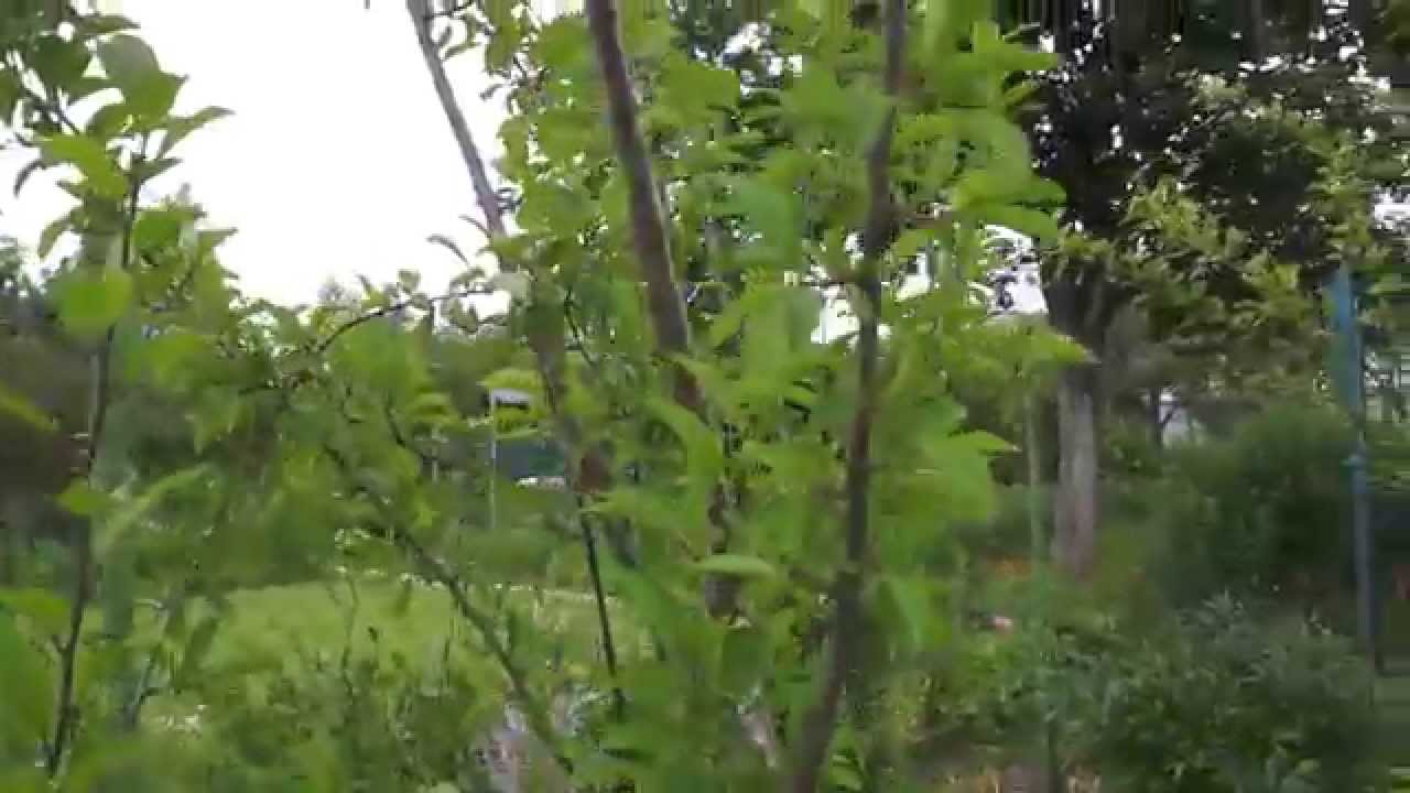 Слива Венгерка Корнеевская