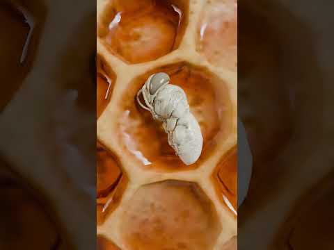 Life Cycle Of Honeybee
