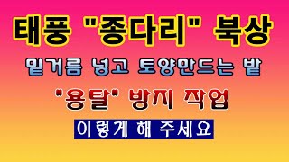 [텃밭농부 1,635]  태풍 종다리 북상. 많은 비로 밑거름이 씻겨 나가지 못하도록 이렇게 해 주세요. #…