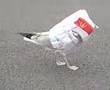 Funny Seagull Stuck In McDonalds Bag