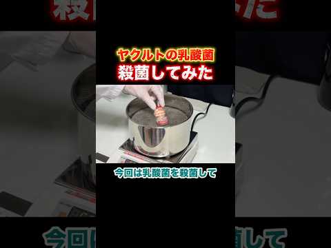 ヤクルトの乳酸菌を殺菌して無菌にしてみた！【Part①】