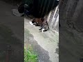 23 июня 2025г Помощь голодающим #shorts #straycat #cat #funnycats #pets #animals #motivation #memes